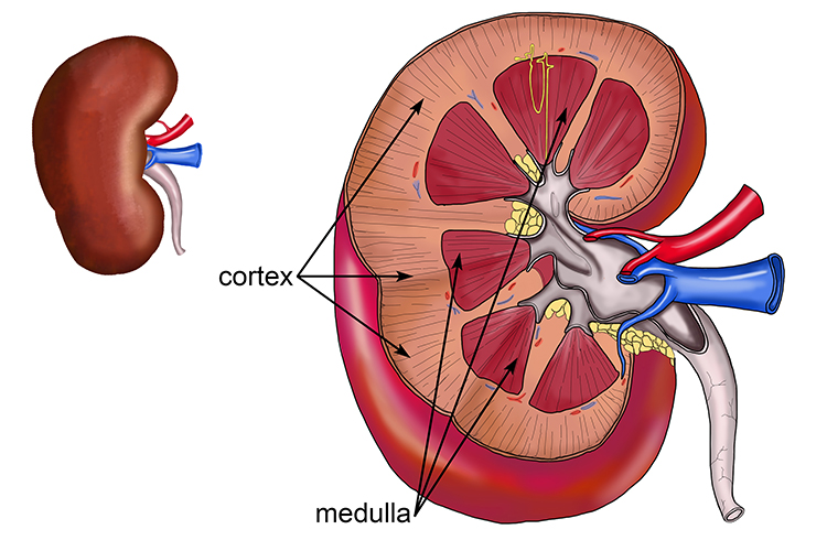 Cross section of kidney showing the two main structures